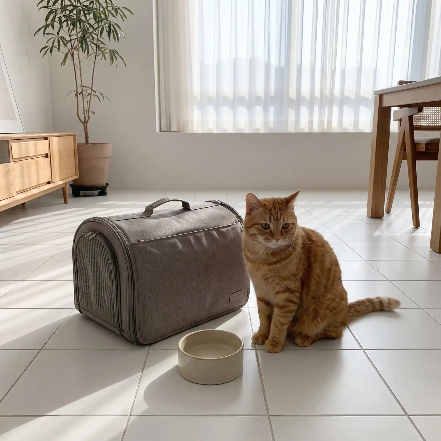 chat-voyage-vomissement-voyage-avion-train-voiture-alimentation