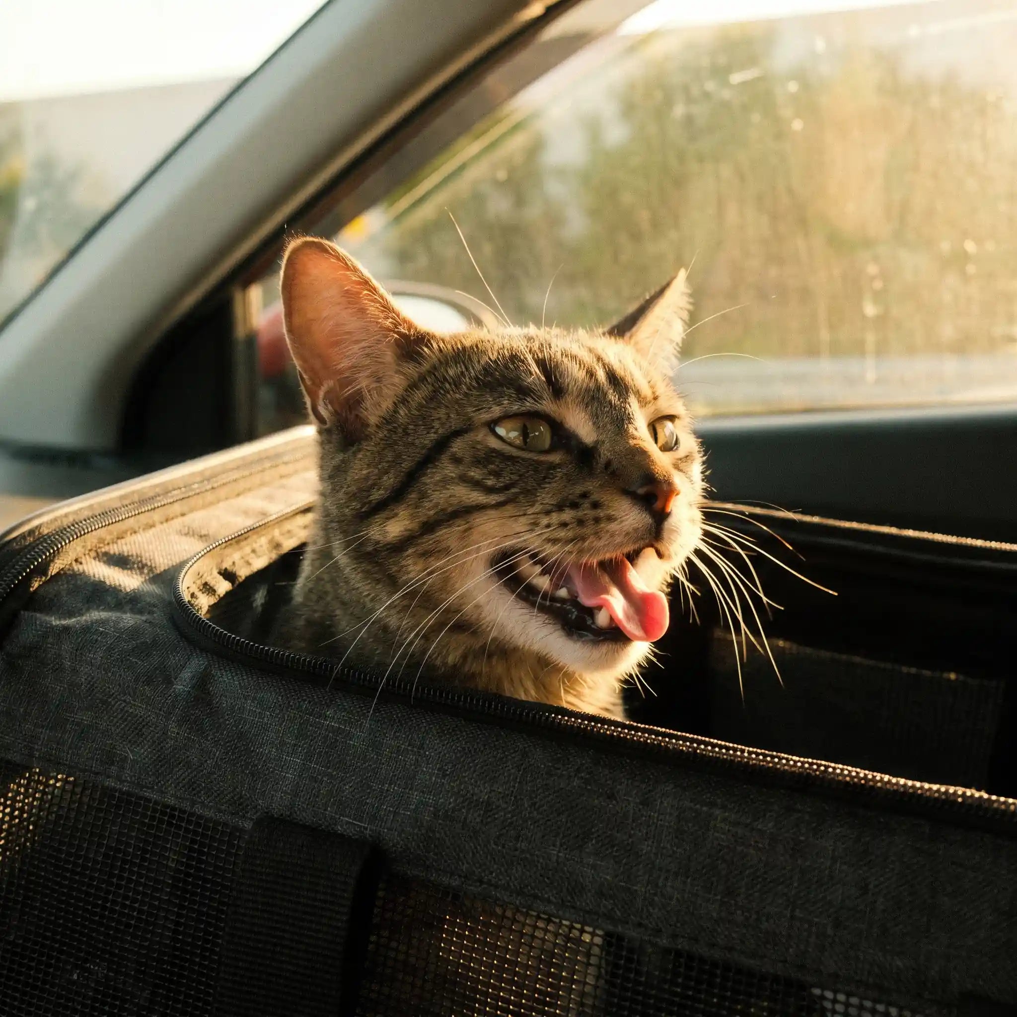chat-qui-halete-dans-sa-cage-transport-stress