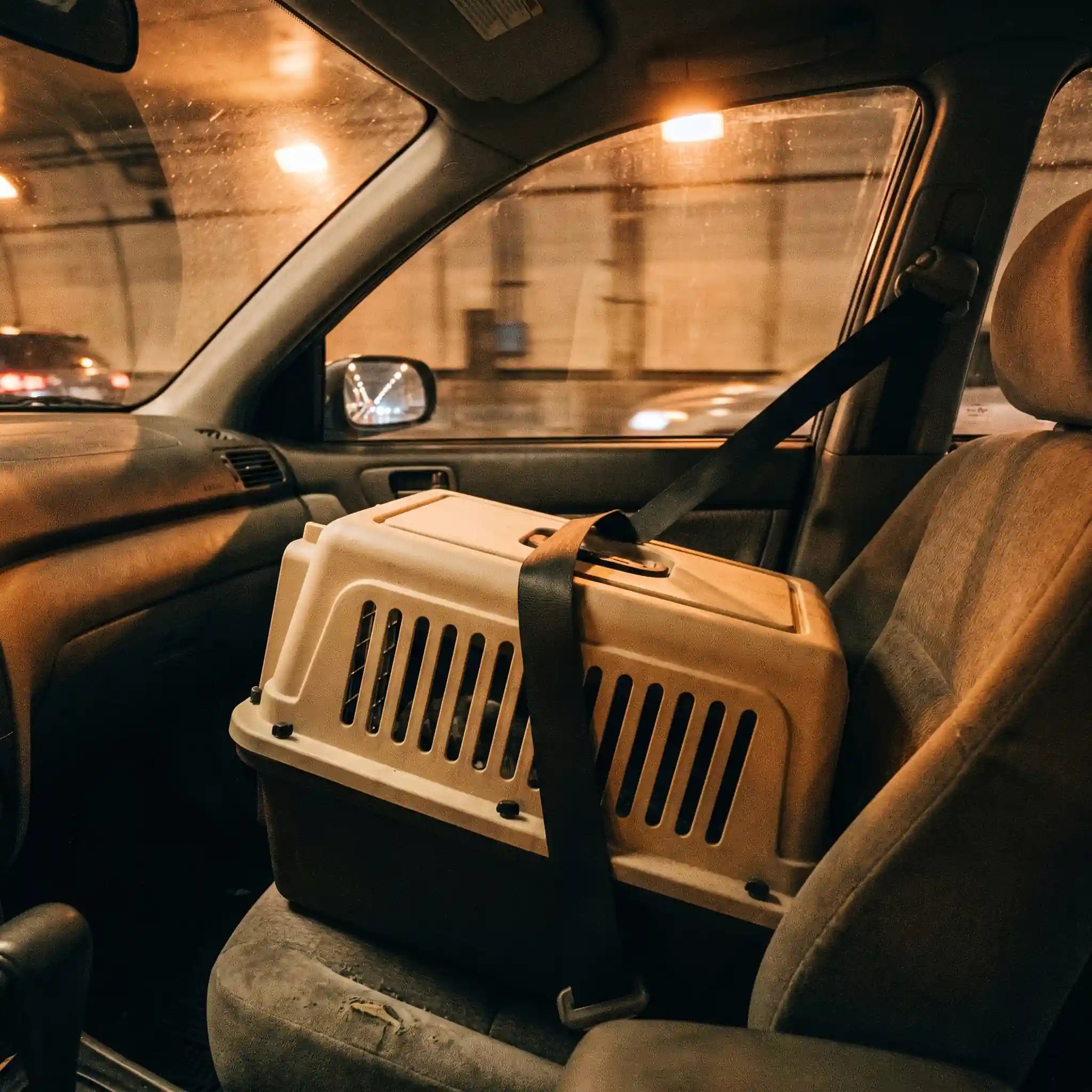chat-tunnel-eurostar-eurotunnel-voiture