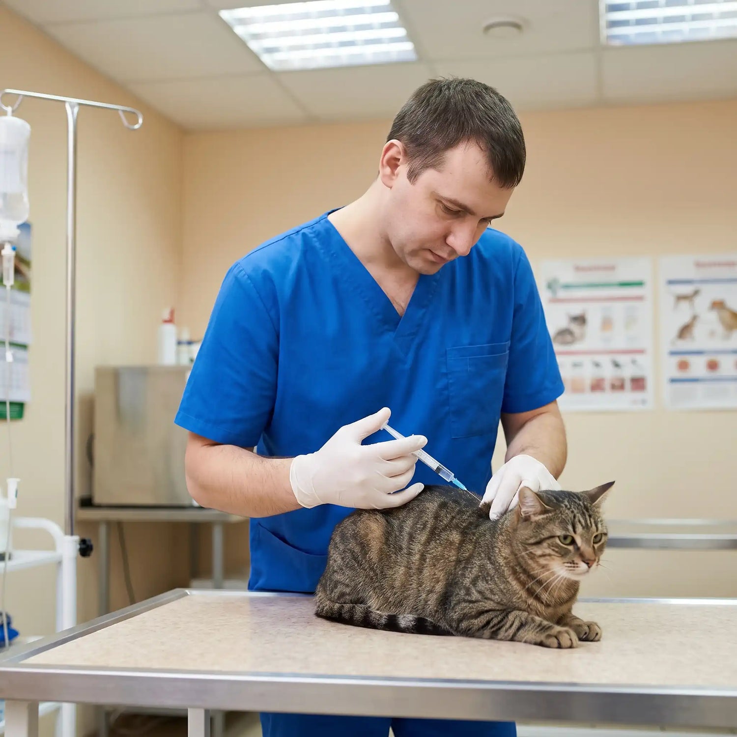 veterinaire-administrant-vaccin-antirabique-a-un-chat-tigré