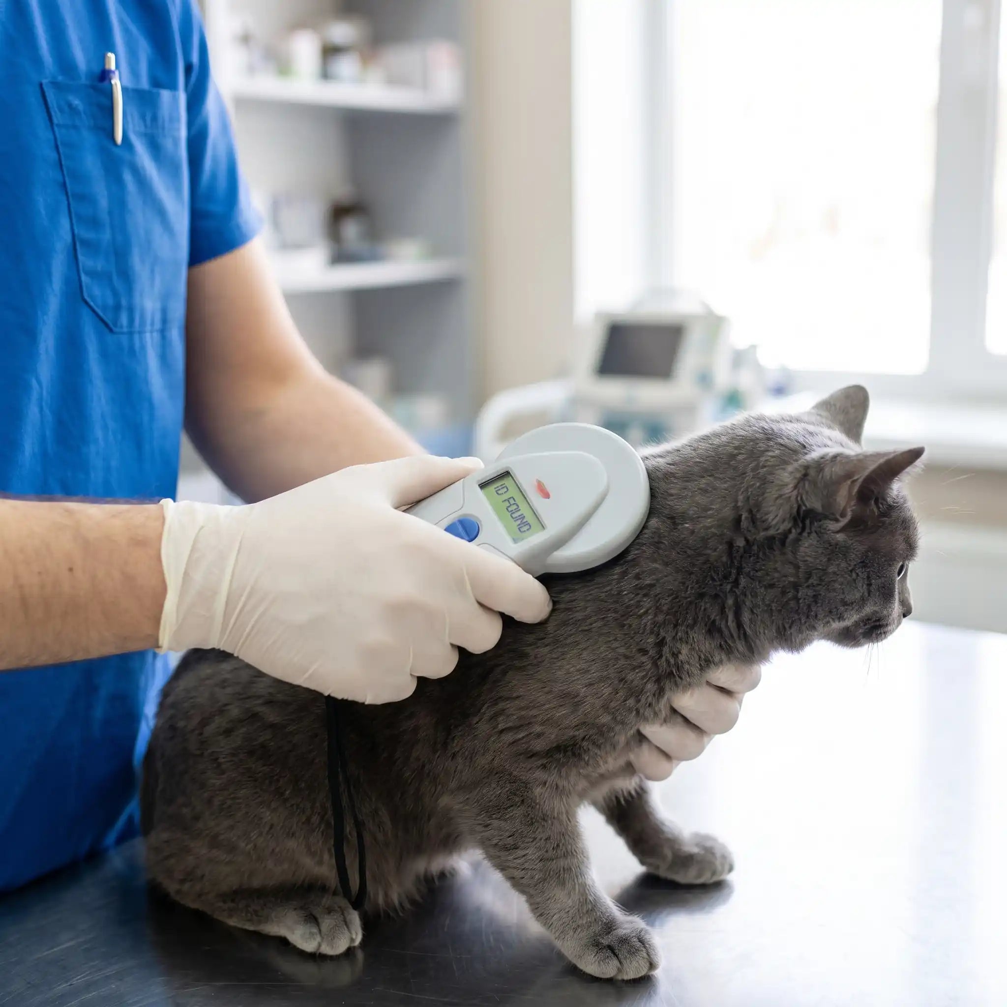 veterinaire-cherchant-micro-puce-chez-un-chat