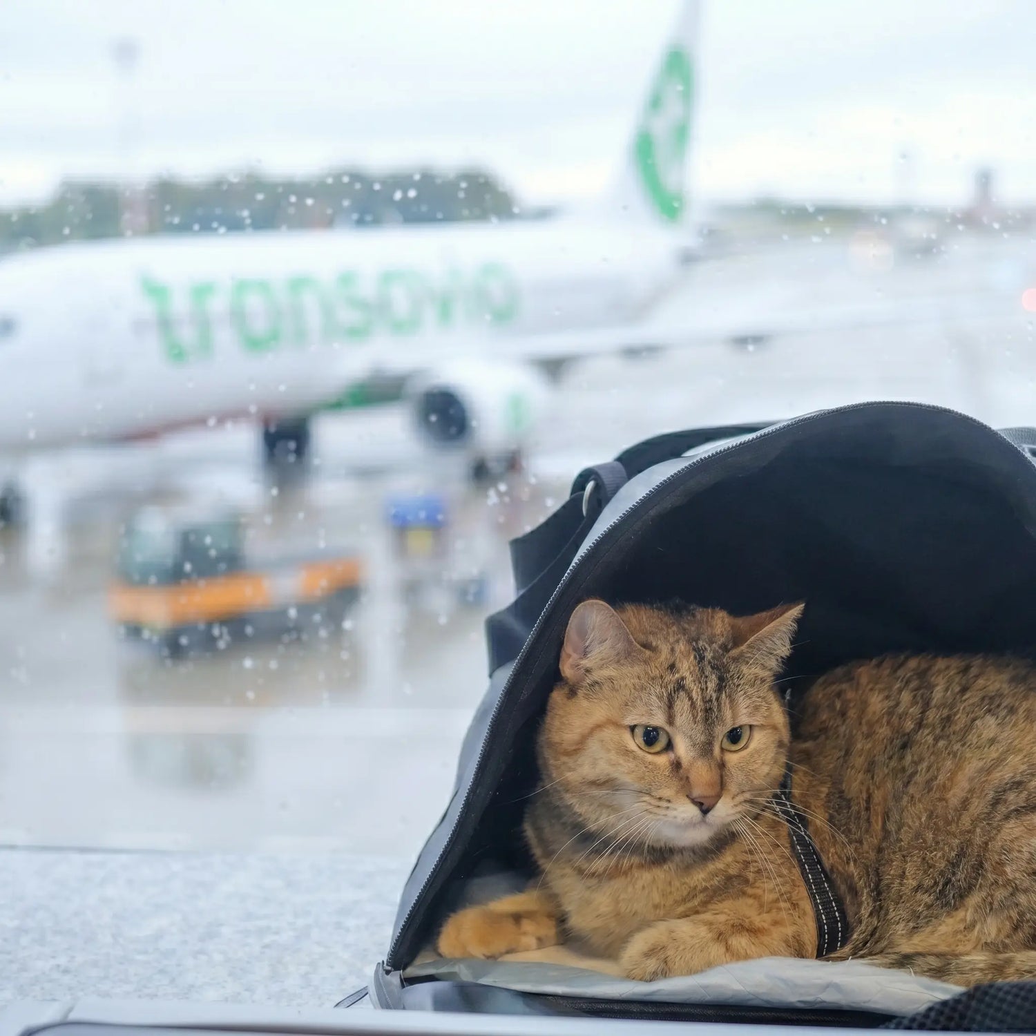 chat-roux-tabby-sac-transport-souple-noir-aeroport-avion-transavia-fenetre-pluie-cabine