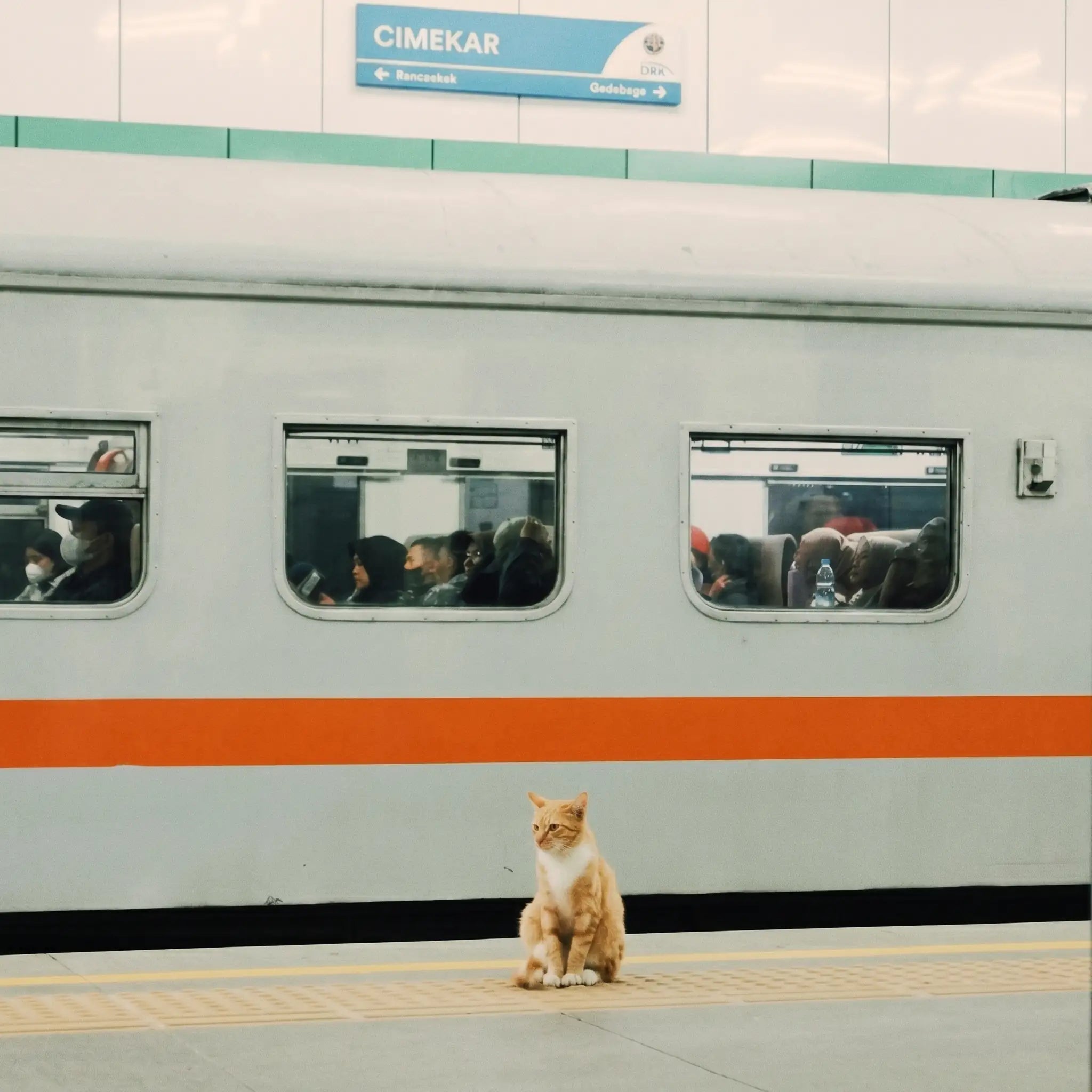 chat-roux-train-sncf-animaux-train-en-ville