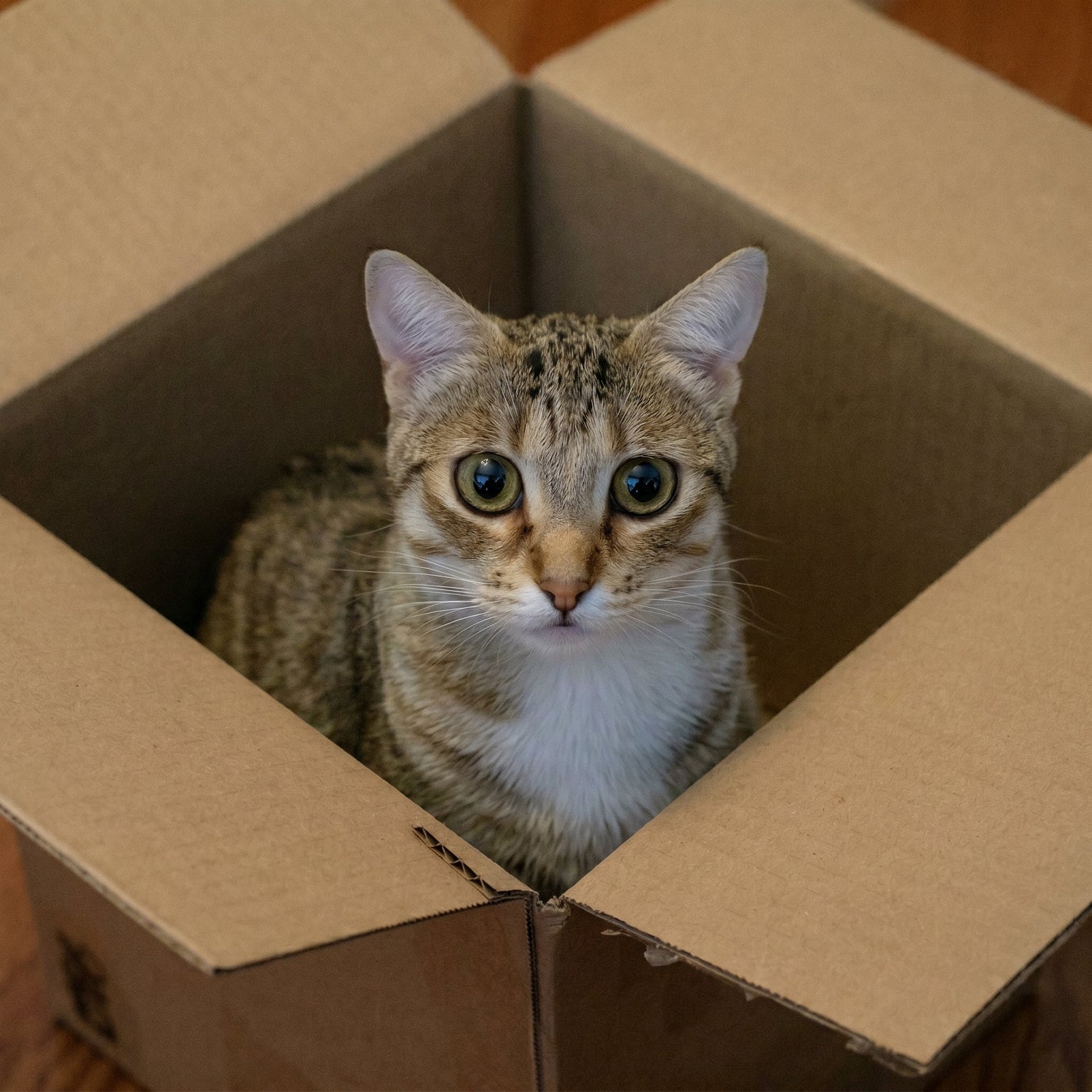 chat-dans-un-carton-déménagement-chat