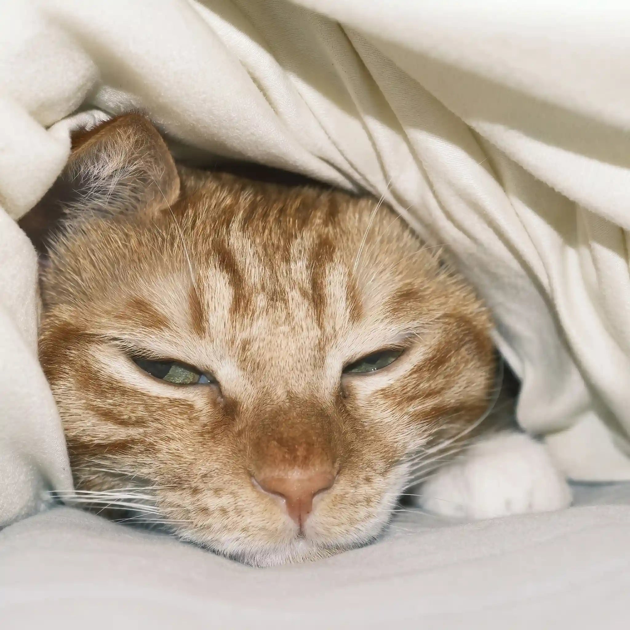 chat-malade-traitement-transport