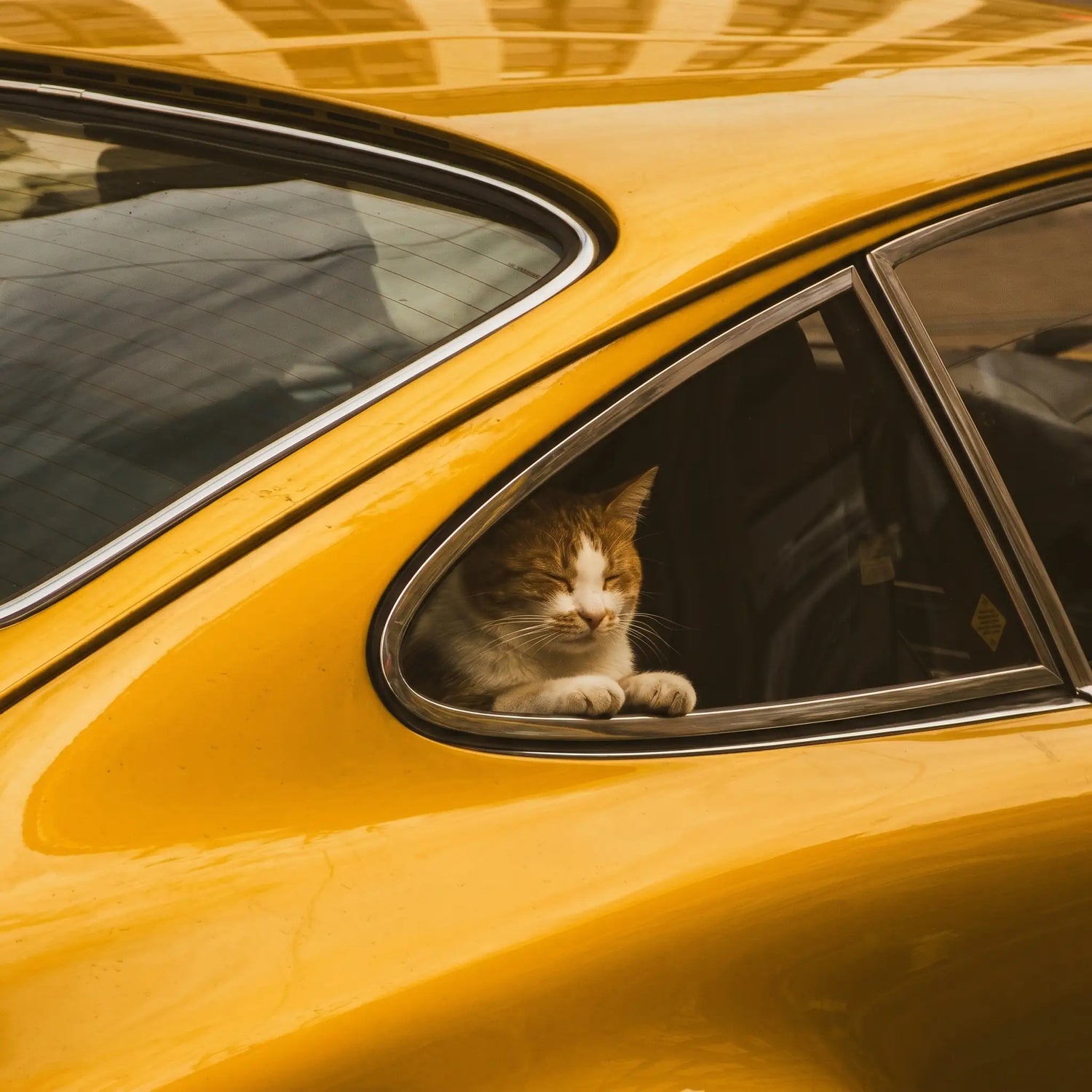 chat-voyage-voiture-long-trajet-voyager-avec-son-chat-en-voiture