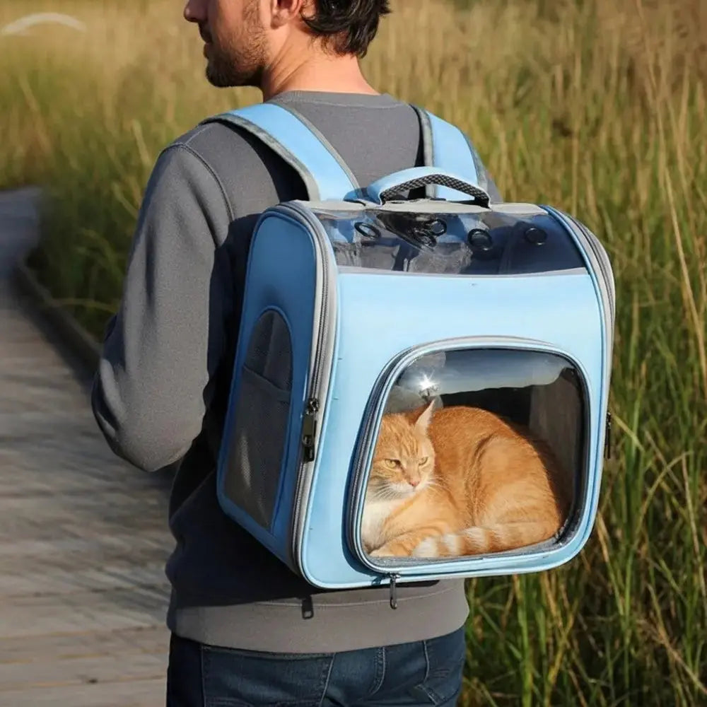 Chat roux couché dans un sac à dos de transport bleu transparent, porté par un homme marchant à l’extérieur sur un chemin en bois.