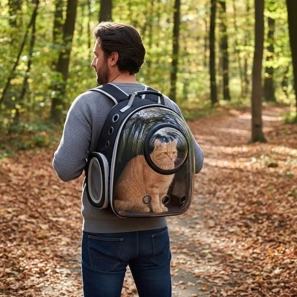 Chat roux dans un sac à dos de transport transparent porté par un homme en promenade dans une forêt d’automne.