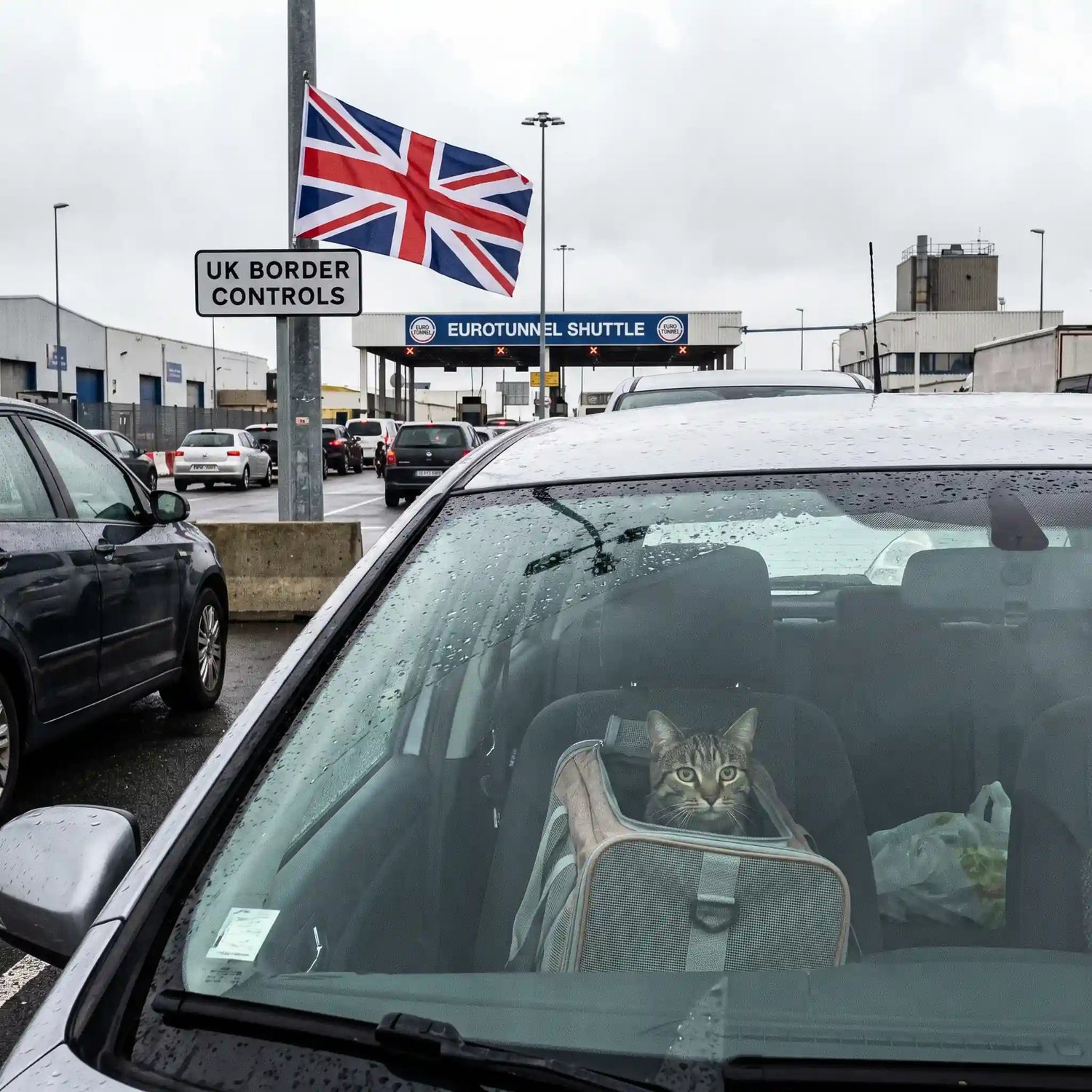 chat-frontiere-UK-grande-bretagne-brexit