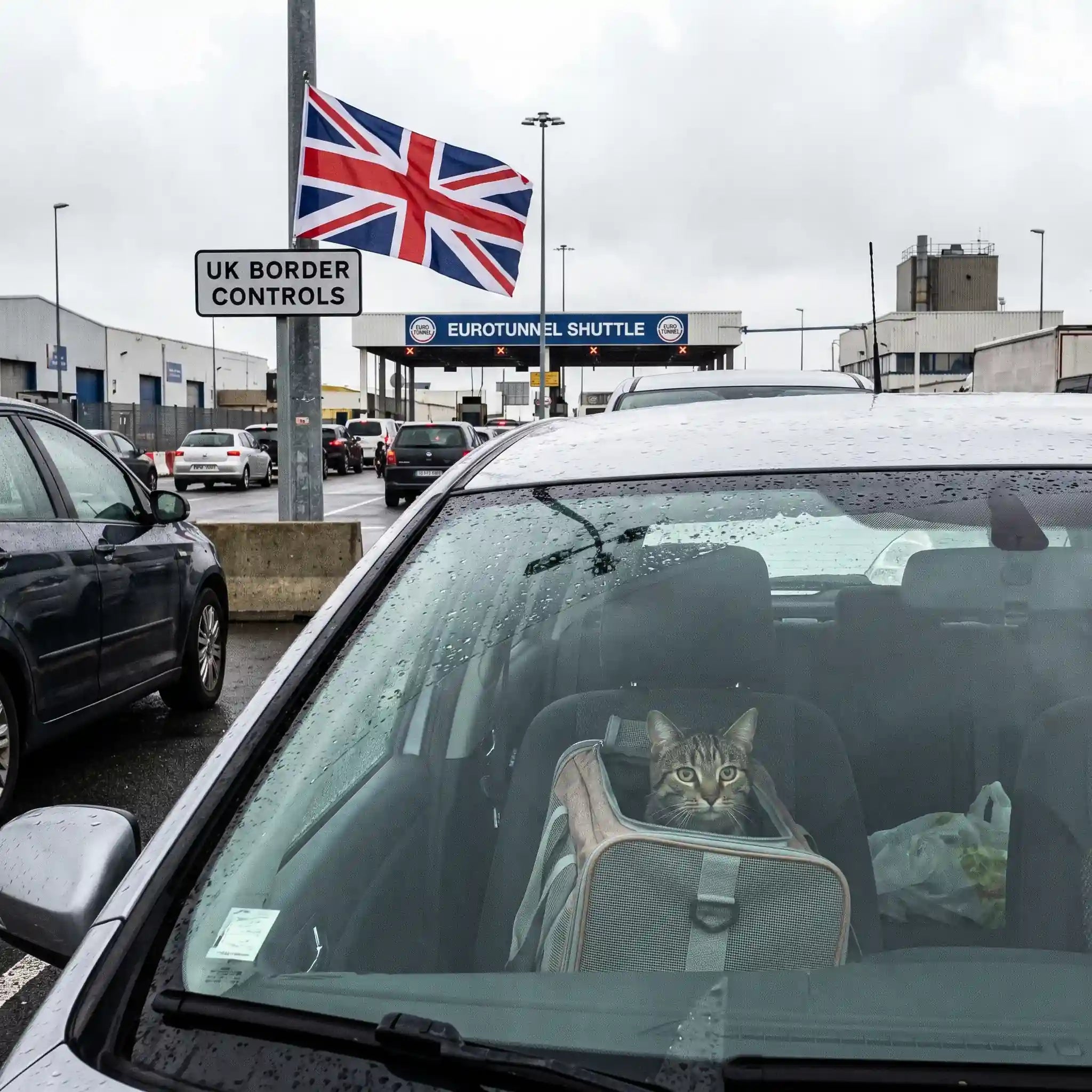 chat-frontiere-UK-grande-bretagne-brexit
