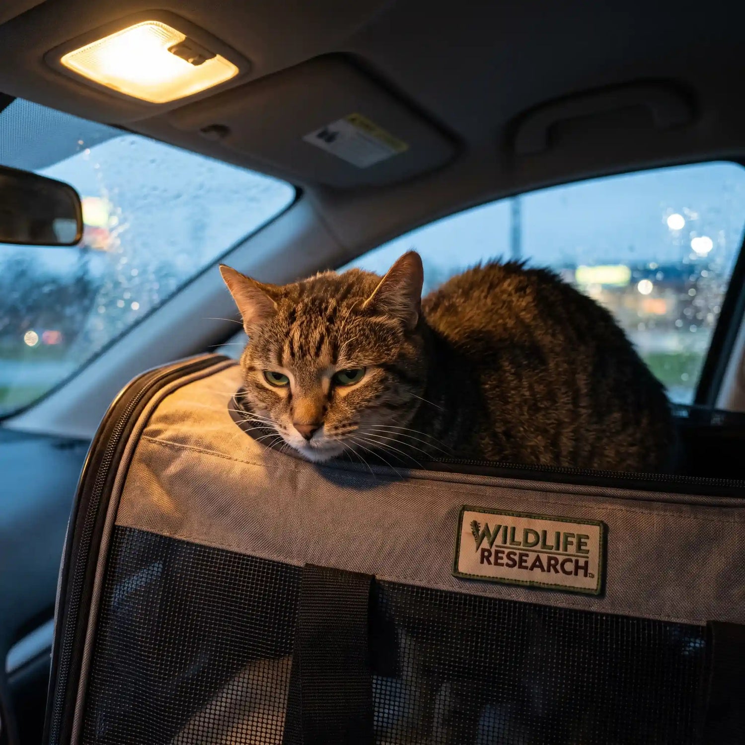 chat-qui-vomit-en-transport-stress-cause-médicaments