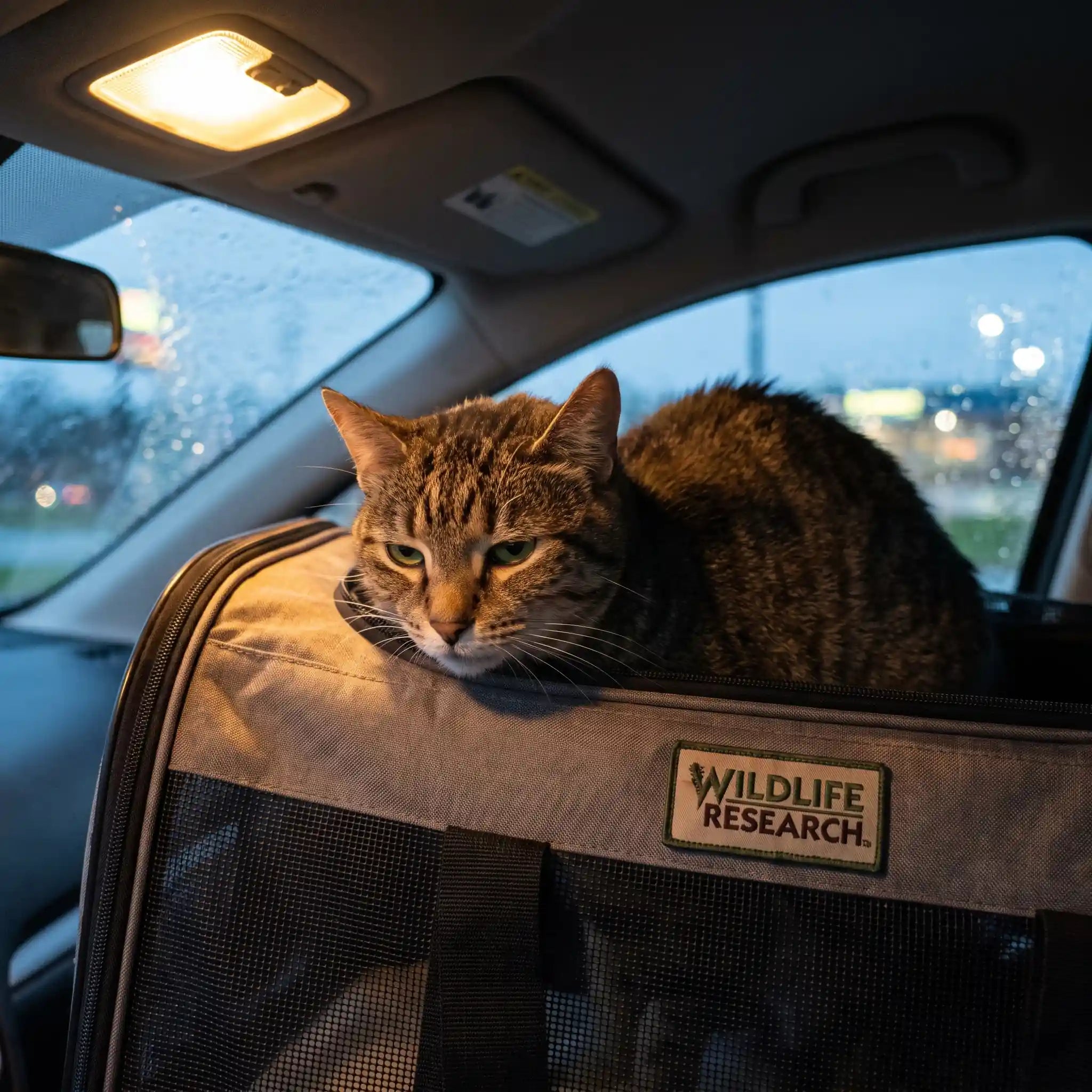 chat-qui-vomit-en-transport-stress-cause-médicaments