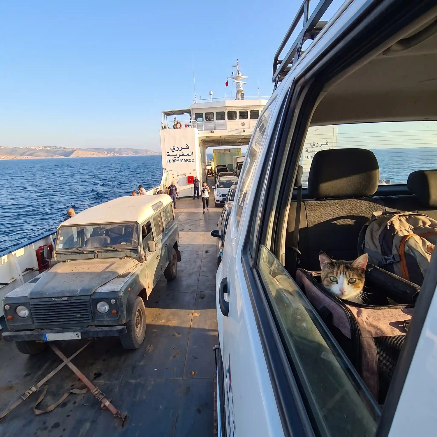chat-dans-un-sac-pour-chat-en-voiture-dans-un-ferry