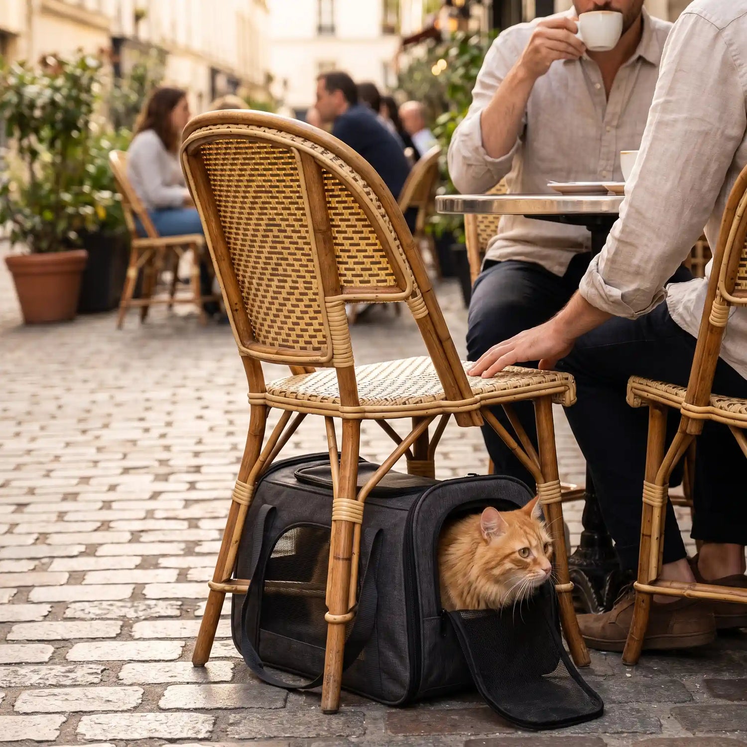 sac-pour-chat-noir-avec-chat-roux-en-terasse-café-paris-france
