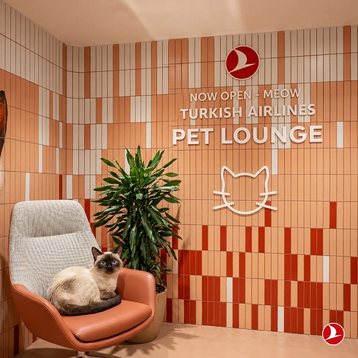 Voyager avec son chat sur Turkish Airlines en 2026 : Pawsport et Pet Lounge Istanbul