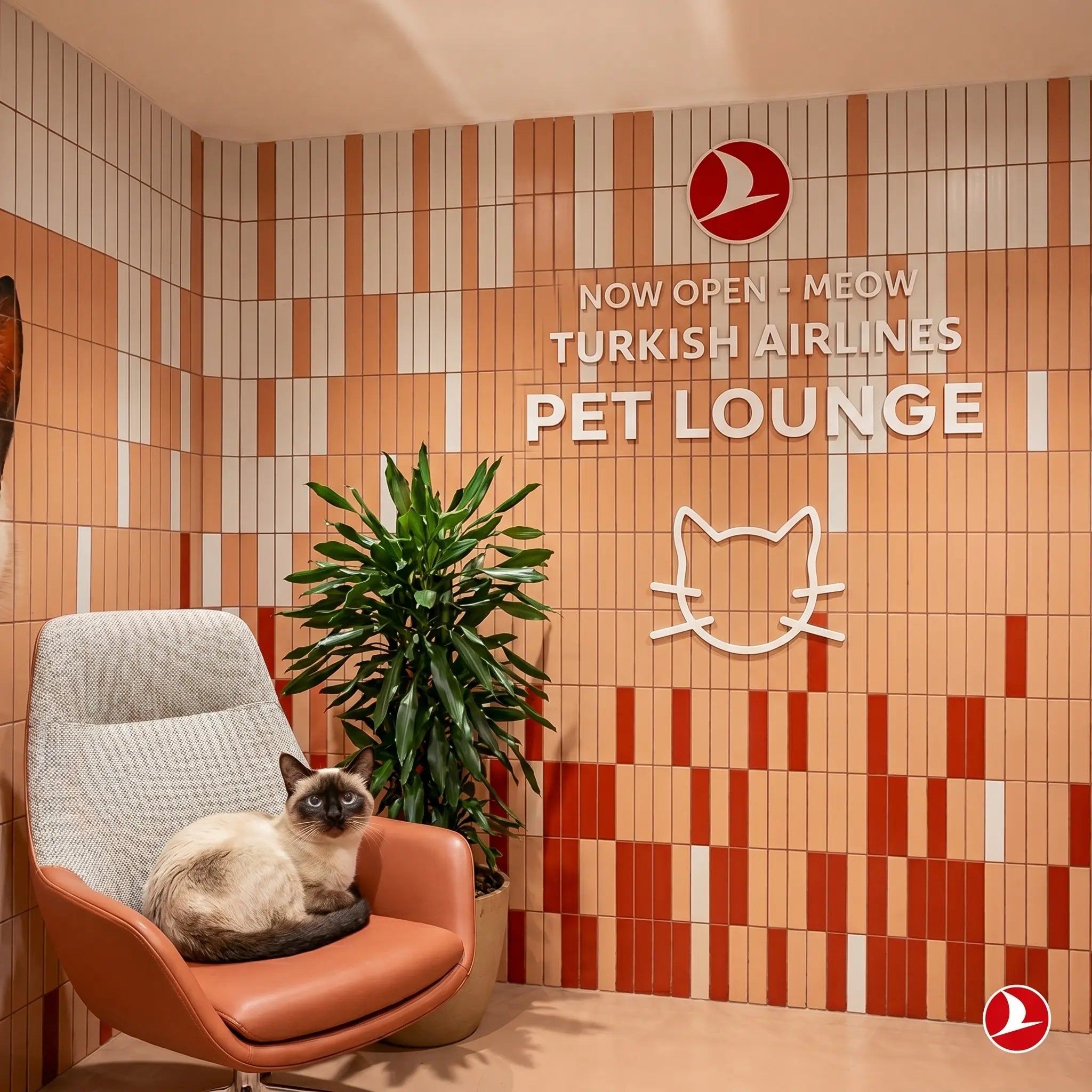 Voyager avec son chat sur Turkish Airlines en 2026 : Pawsport et Pet Lounge Istanbul