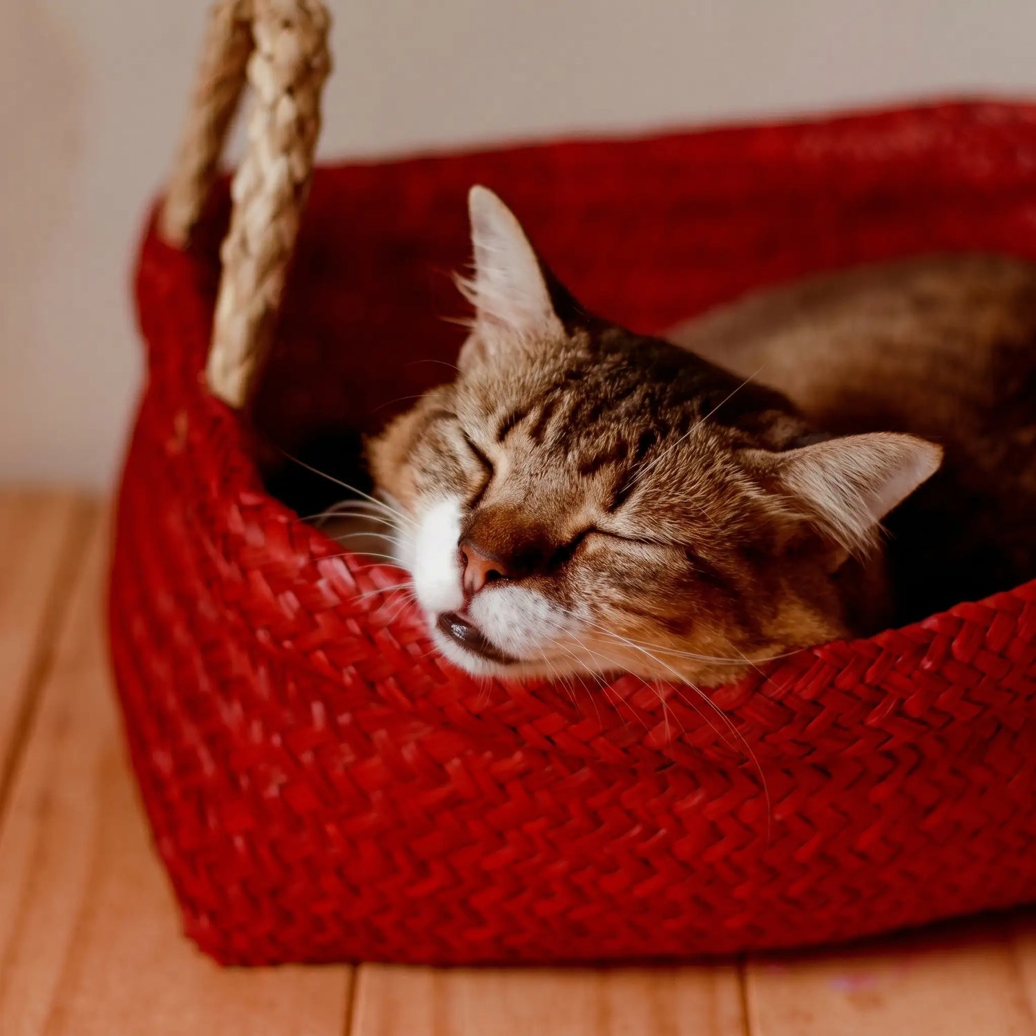 chat-qui-dors-dans-un-panier-rouge