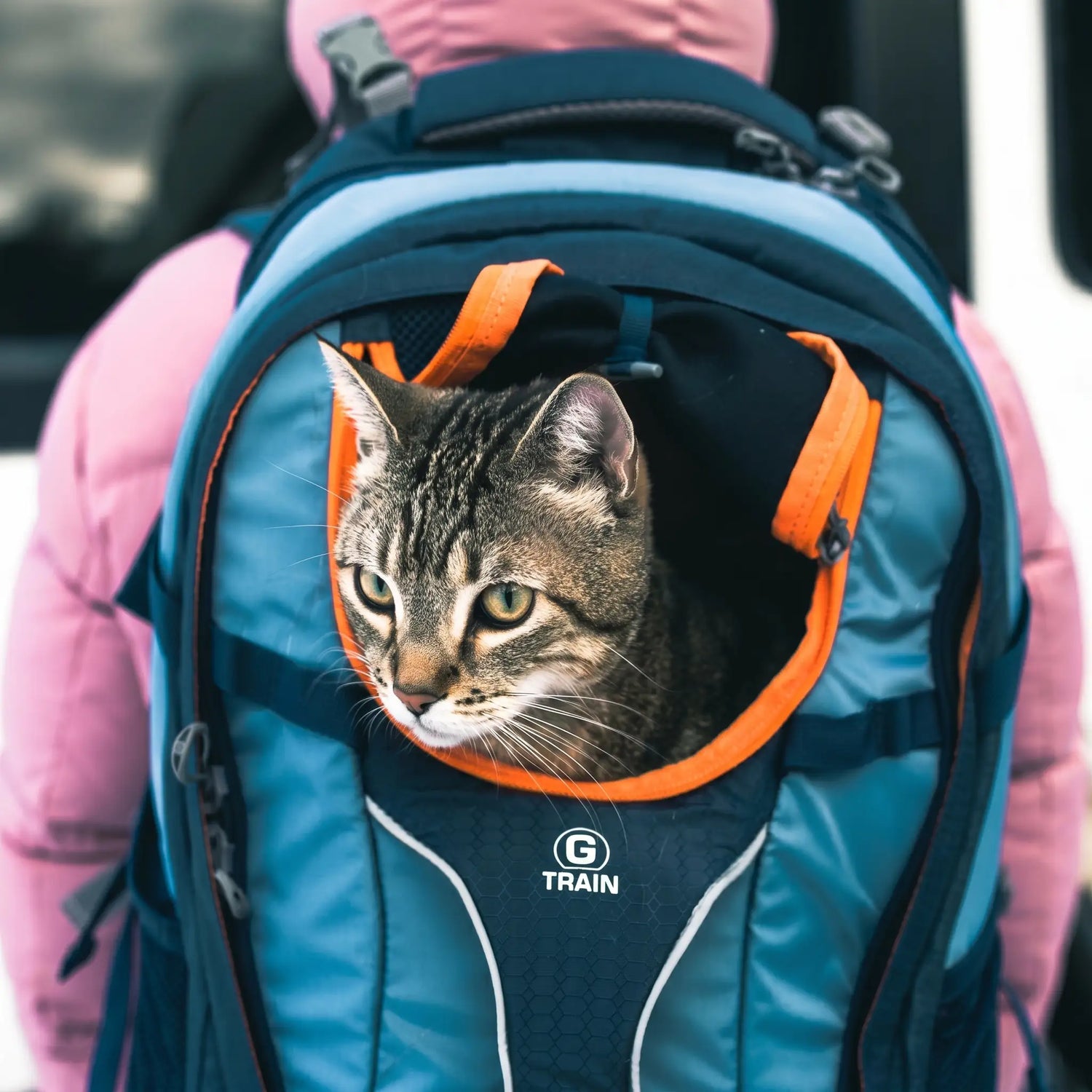 sac-pour-chat-randonnée-chat-gris-dans-un-sac-pour-chat