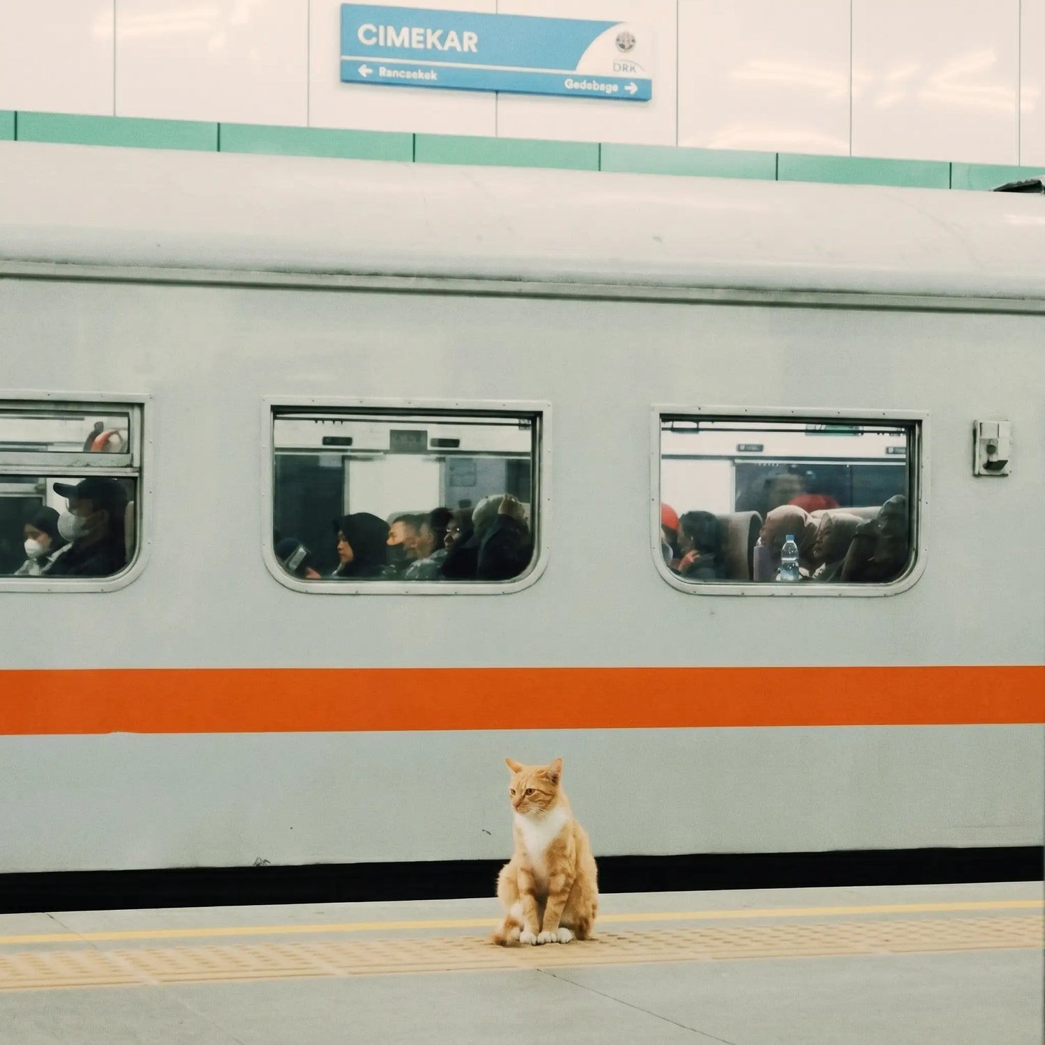 chat-roux-train-sncf-animaux-train-en-ville