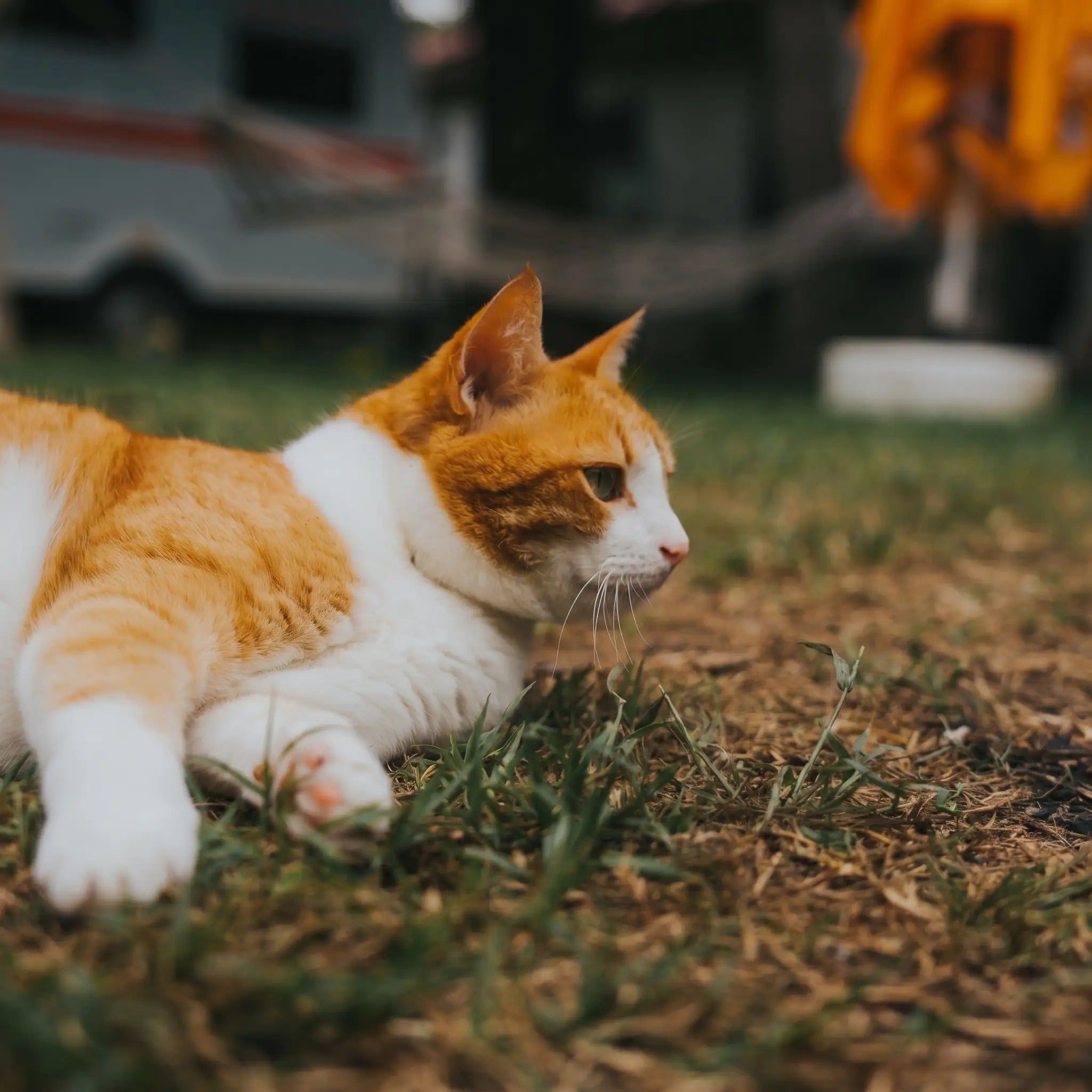 chat-roux-voyage-avec-caravane-camping-car