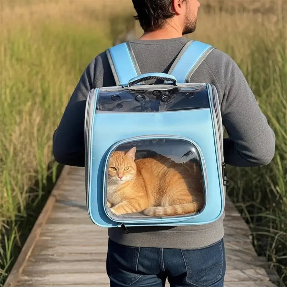 Chat roux allongé dans un sac à dos de transport bleu transparent, porté par un homme marchant sur un ponton en bois.