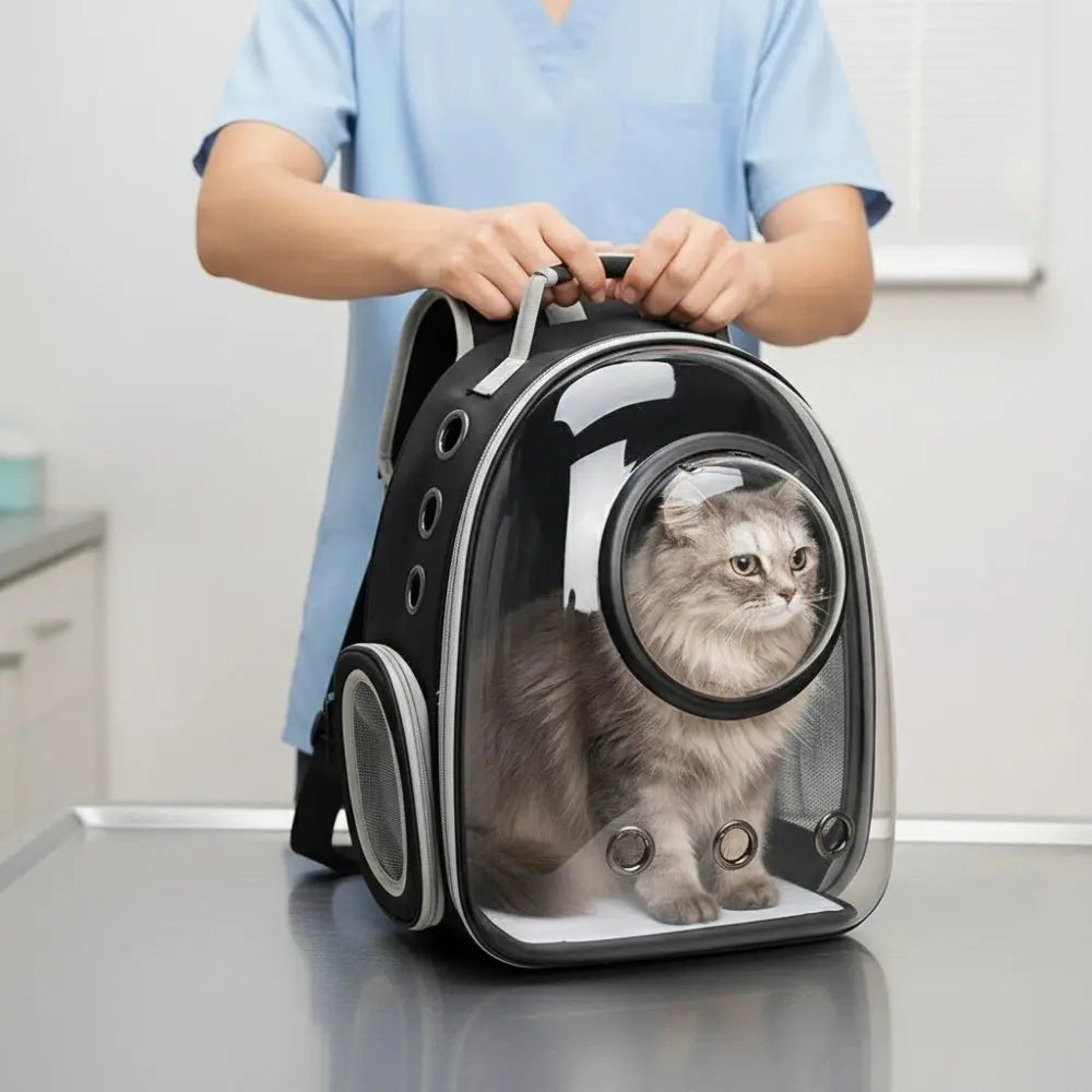 Grey cat sitting in a transparent black carrier backpack, held by a veterinarian in a consultation room.